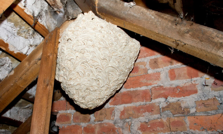 Safe and Effective Wasp Nest Removal: Why You Should Hire a Professional